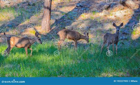 Doe Mule Deer Grazing in Kaibab National Forest, Arizona Stock Image - Image of mountain, travel ...