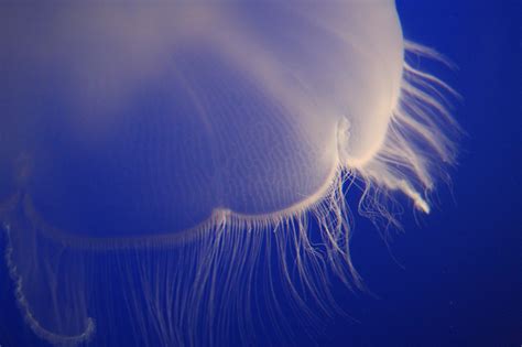 Jellyfish,saltwater,aquatic,marine,tropical - free image from needpix.com