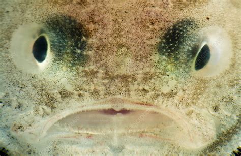 Juvenile Suttku's Sea Toad (Chaunax suttkusi) - Stock Image - C050/4278 - Science Photo Library