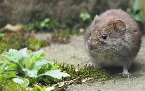 Mid Bucks Wildlife: 5th April..... Field Vole.