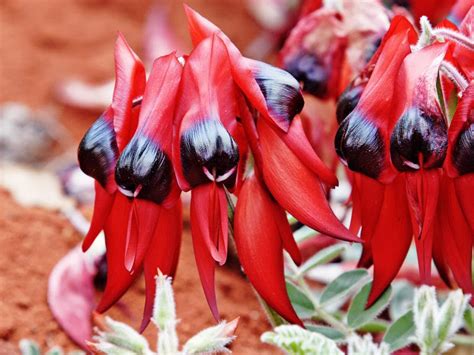 STURT'S DESERT PEA - Clianthus formosus |The Garden of Eaden