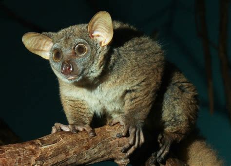 The Mysterious Charm of the Bush Baby. Africa's most Adorable Primate.