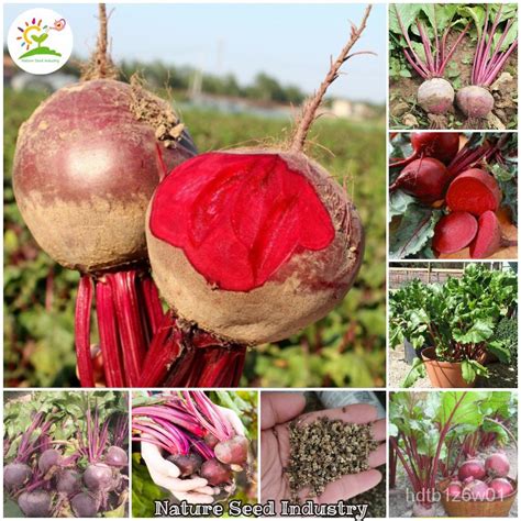 indoor plant seeds Red Beet Beetroot Seeds Organic Vegetable Seeds ...