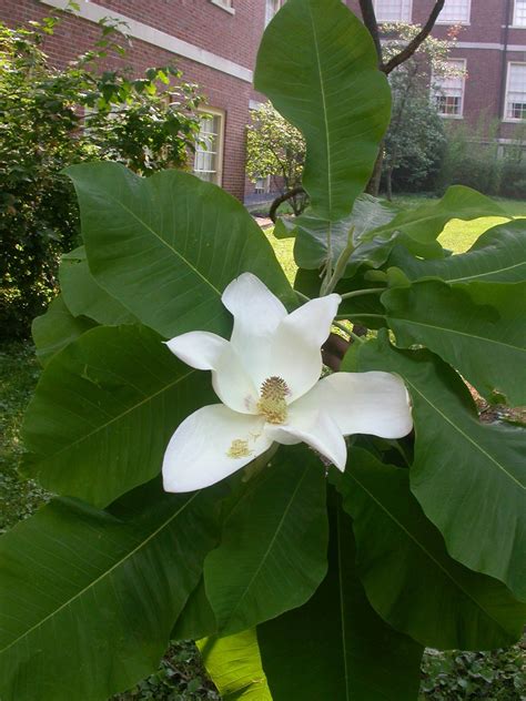 Magnolia macrophylla (Magnoliaceae) image 13080 at PhytoImages.siu.edu