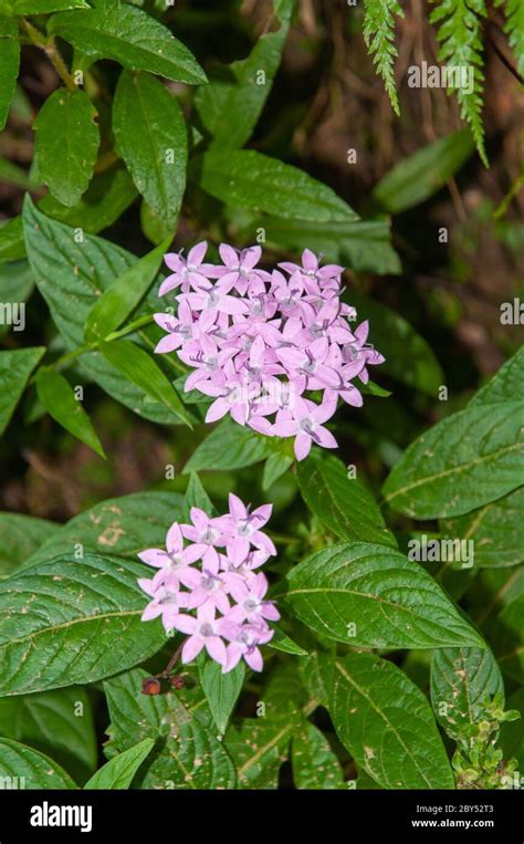 Egyptian star cluster flower hi-res stock photography and images - Alamy