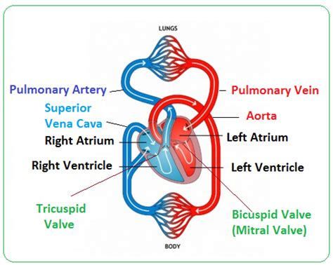 Structure and function of the heart - Biology Notes for IGCSE 2014