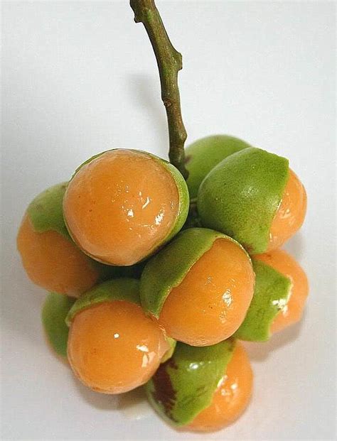 a bunch of oranges sitting on top of each other next to a green stem