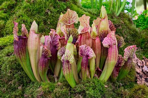 Carnivorous plants: the meat-eaters of the plant world | Natural History Museum