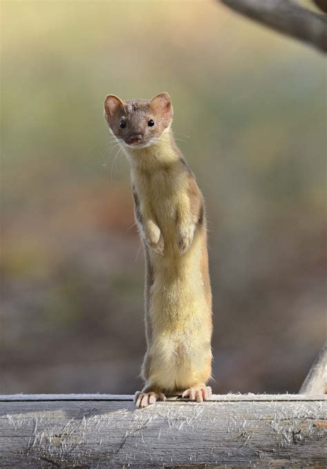 Weasels Are Built for the Hunt (Published 2016) | Interesting animals ...