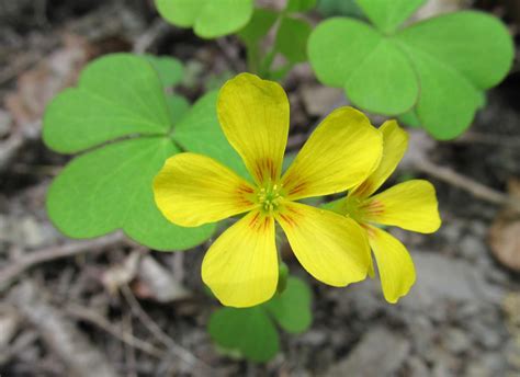 LARGE YELLOW WOOD SORREL: (Oxalis grandis). Photographed on May 12, 2014 at Independence Marsh ...