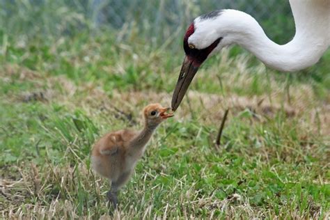 First Whooping Crane Hatches at Smithsonian Conservation Biology ...