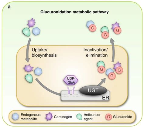 Glucuronidation and PK of anti-cancer drug candidate - MassBio