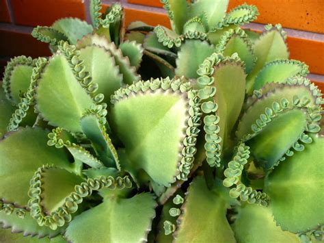 Kalanchoe laetivirens - Mother of Thousands | World of Succulents