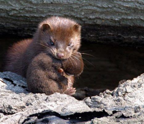 American Mink Facts | Anatomy, Diet, Habitat, Behavior - Animals Time