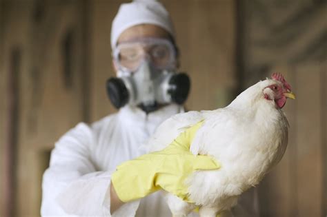 The 2022 Bird Flu Outbreak, Explained | POPSUGAR Fitness