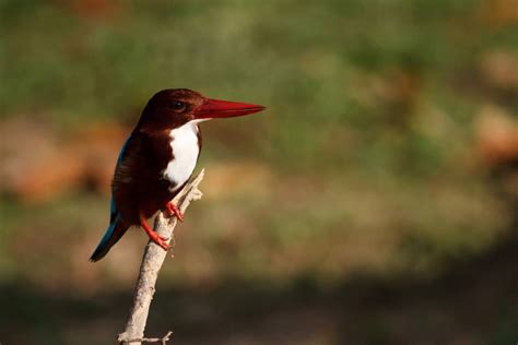 The Best Wildlife Photography Opportunities In Thailand: Capturing The ...