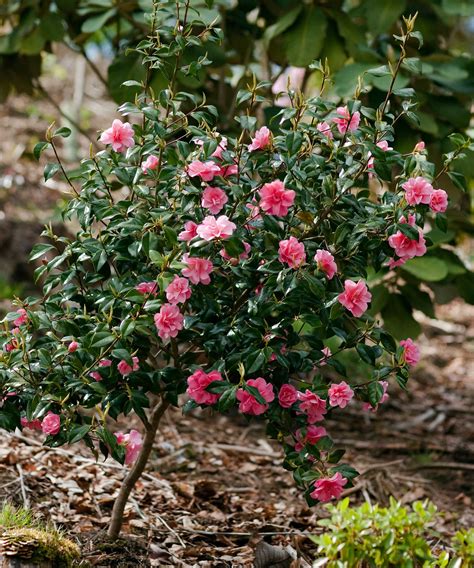 Pruning camellias: top tips for this winter-flowering shrub | Gardeningetc