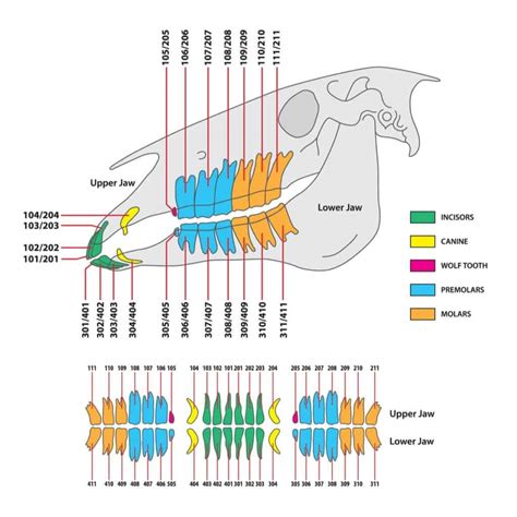 Horse Teeth: Everything You Need To Know - A-Z Animals