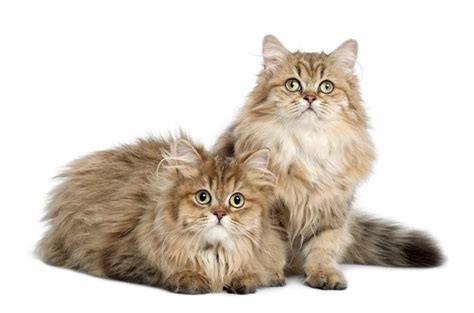 British Longhair Cat Breed Information and Pictures - PetGuide | PetGuide