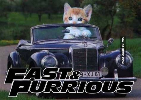 driving cat meme | funny cat driving fast and furious Funny People Funny Images Funny Day ...