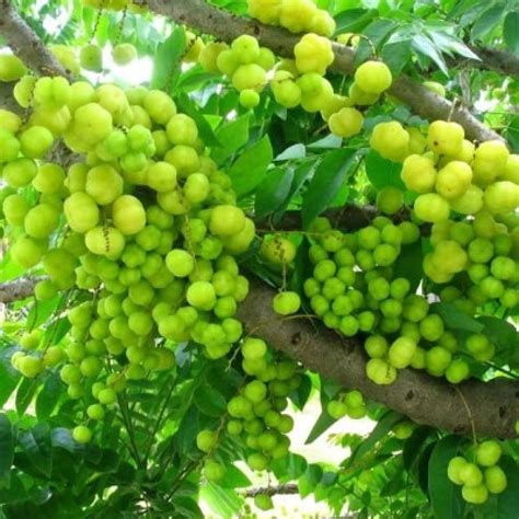 Buy Amla Small Plant online at low price India plantsguru.com