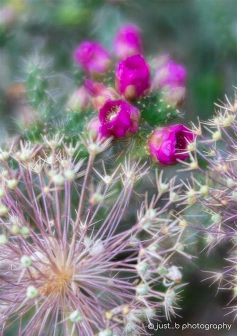 Cholla Cactus Flowers - Pink Blooms and Alien Looking Plants