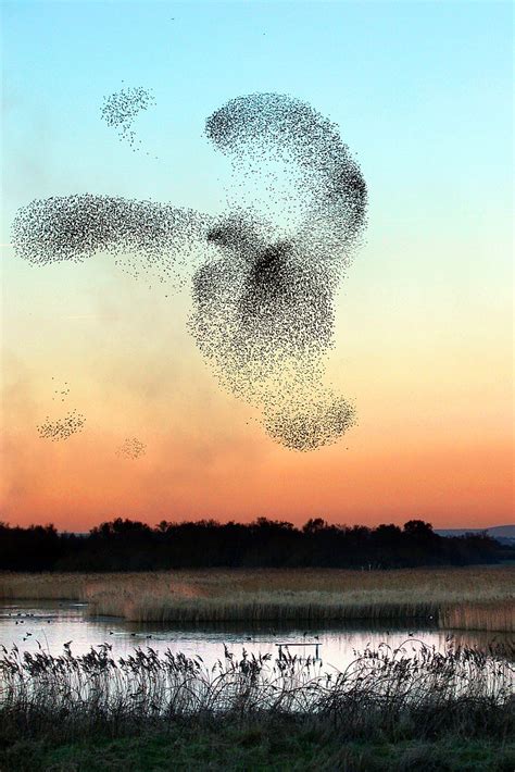 Starling Roost | This is one of the clouds of Starlings that… | Flickr