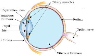 NCERT Revision Notes for Chapter 11 Human Eye and the Colourful World ...