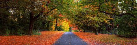 Gray pathway between forest, road, trees, fall, fence HD wallpaper ...