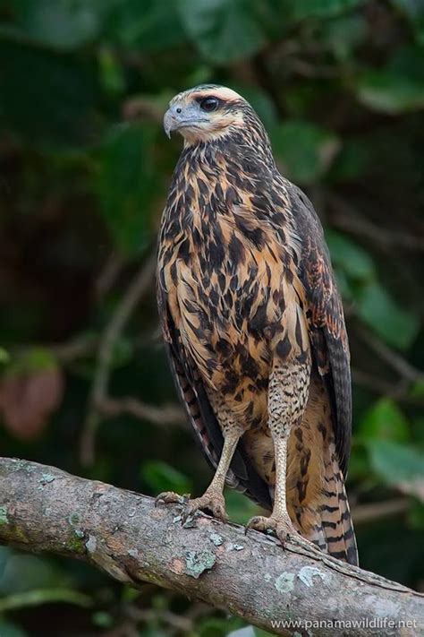 17 Best images about Raptors - Birds of Prey on Pinterest | Peregrine ...