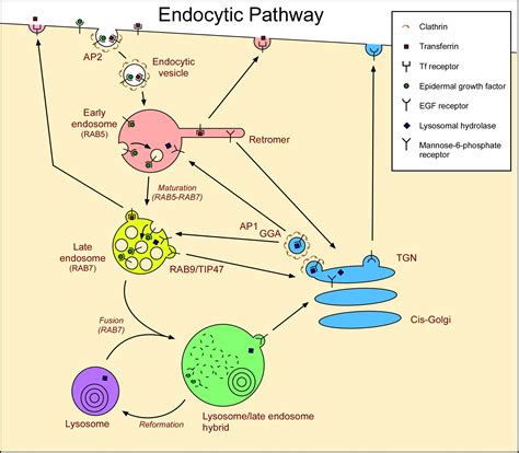 Endosome | Wiki | Everipedia