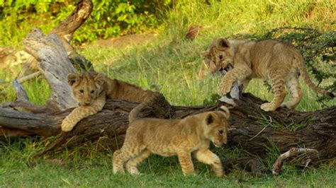 Playtime for nine lion cubs - Graham Boulnois