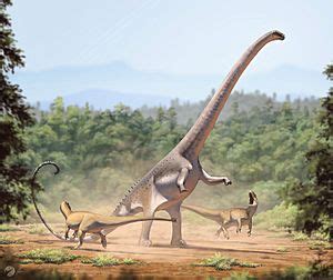 Barosaurus Facts for Kids