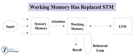 Working Memory Model In Psychology (Baddeley & Hitch)