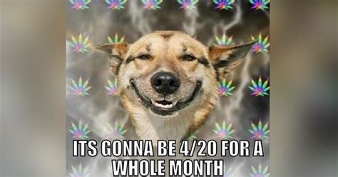 4/20 All Month Memes to Celebrate April 2020 — Hilarious Memes Inside