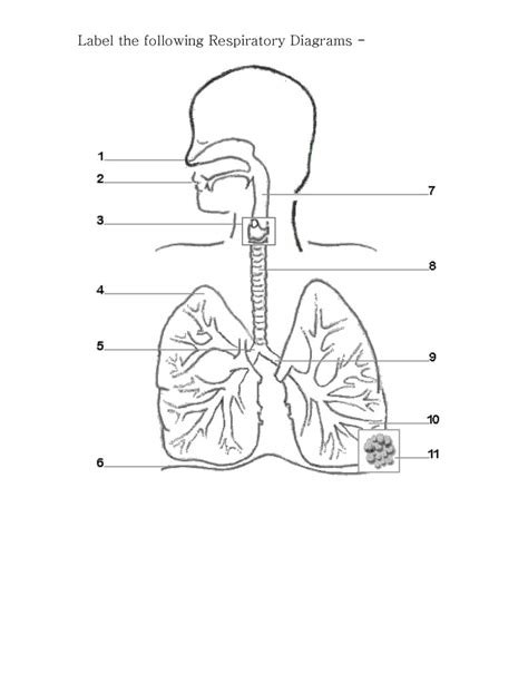 The Respiratory System Diagram | Quizlet