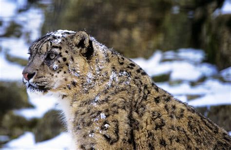 Snow Leopard: Species Facts, Info & More | WWF.CA