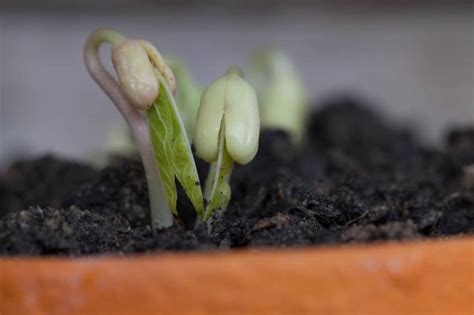 Bean Germination » Top Facts on Beginning Growth