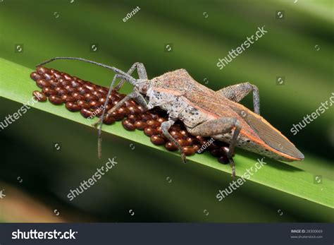 Stink Bug With Eggs Stock Photo 28300669 : Shutterstock