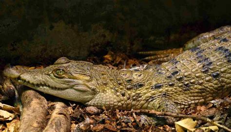 Fun Philippine Crocodile Facts For Kids | Kidadl