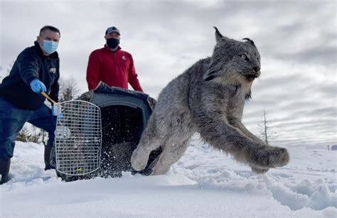 Colville Tribe Releases 10 Lynx Into Washington's Kettle Range in Ongoing Recovery Effort | The ...