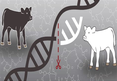 Video: Meet the gene-edited cows that could revolutionize beef production - Genetic Literacy Project