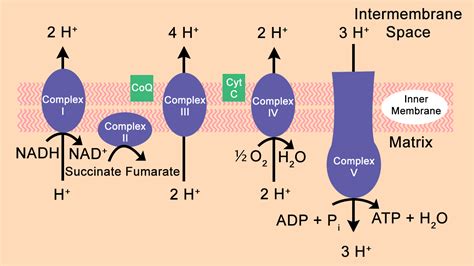 Respiratory Chain Electron Transport Chain (ETC) components, control ...