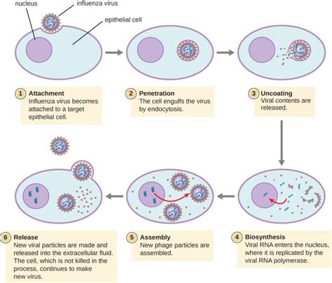 Viral infections and how our immune system deals with it - Dr Wendi's Health