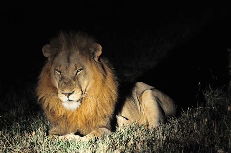 Picture This Safari: Male Lions At Night Ulusaba