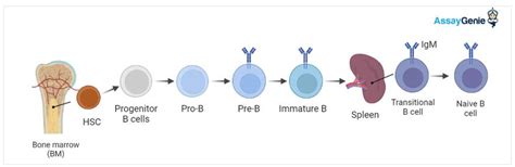 CD Markers Expression on B Cells - Assay Genie