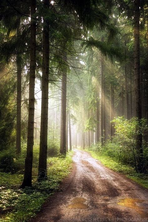 Fascinating Photographs of Forest Paths to another world (1) | Landscape paintings, Beautiful ...