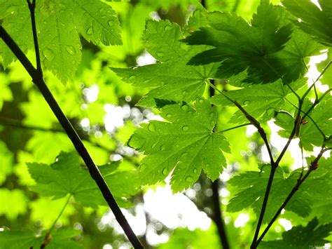 MLeWallpapers.com - Maple Leaves with Raindrops