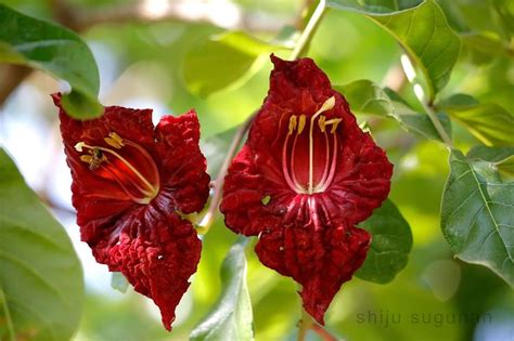 Cranium Bolts: Birds at Hebbal lake | Birds, Flowers, Lake