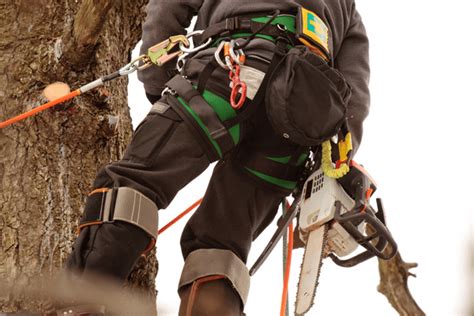 Stihl Top Handle Chainsaw - What's The Best Choice?